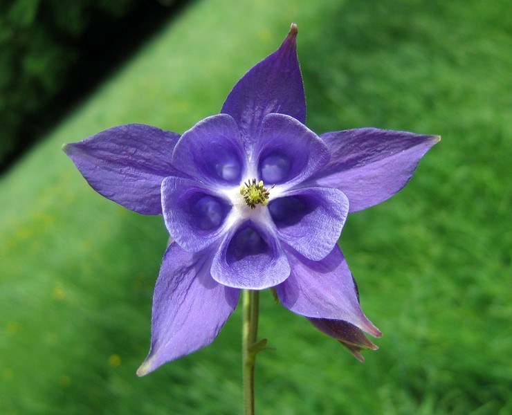 Aquilegia vulgaris